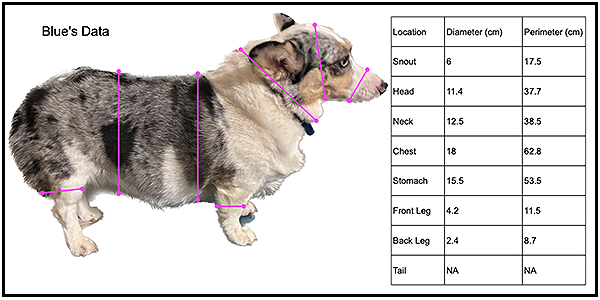 Blue’s data:
•	Snout — 6 cm (diameter); 17.5 cm (perimeter).
•	Head — 11.4 cm (diameter); 37.7 cm (perimeter).
•	Neck — 12.5 cm (diameter); 38.5 cm (perimeter).
•	Chest — 18 cm (diameter); 62.8 cm (perimeter).
•	Stomach — 15.5 cm (diameter); 53.5 cm (perimeter).
•	Front leg — 4.2 cm (diameter); 11.5 cm (perimeter).
•	Back leg — 2.4 cm (diameter); 8.7 cm (perimeter).
•	Tail  — N/A.
